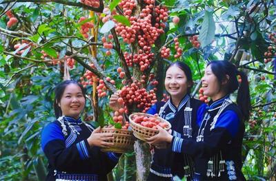 多彩暑期，“趣”游普洱丨江城三丫果节即将启幕，快来边境小城赏果、采果、吃果啦！