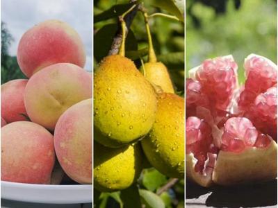 去红河做生活家｜秋日水果上新，红河超甜~