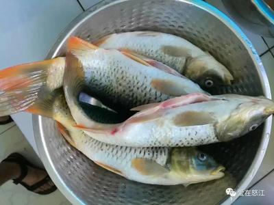 乐享云南 | 美食·怒江稻花鱼