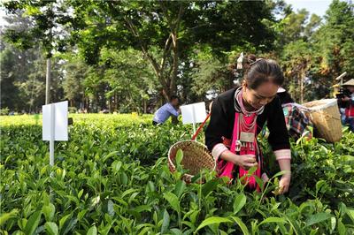 持续擦亮“中国普洱茶第一县”金字招牌 第十二届勐海（国际）茶王节即将举办