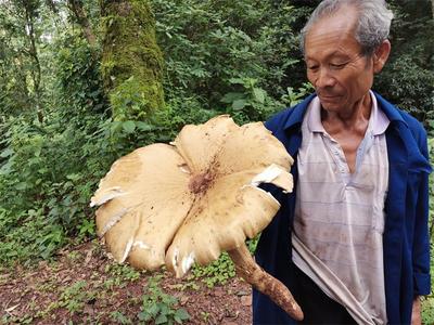 走，捡鸡枞去！朝着墨江龙潭“鸡枞窝”进发