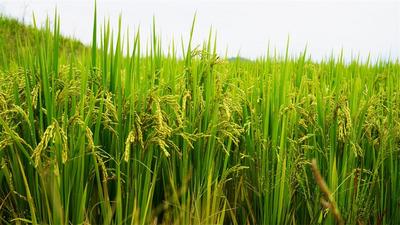 休闲玉溪 多彩秋天丨江川：层层梯田绕碧峰