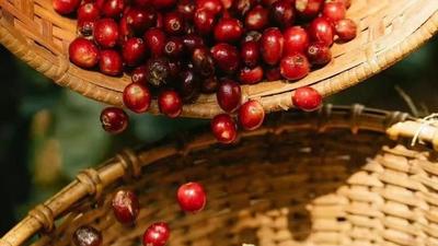 喜讯！保山小粒咖啡荣获“全国名特优新农产品”称号
