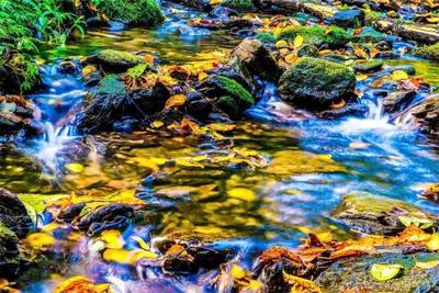 去森林里，和秋天约会！