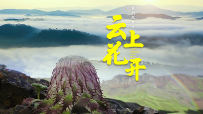 花好月圆看云花！纪录片《云上花开》今起在央视播出