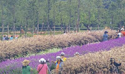 头条特评丨花美，更需文明赏