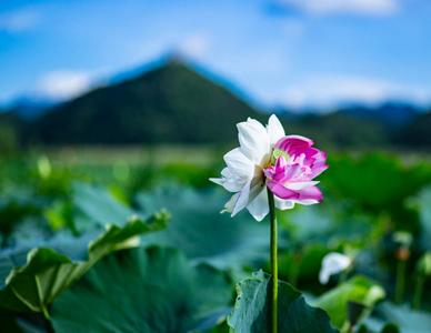 文山丨大洒锦、小洒锦、并蒂莲，哪朵才是你的好运“莲莲”