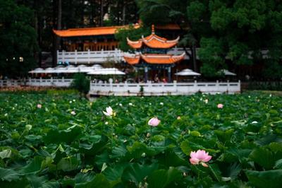 昆明上榜全国机票预订热门城市前十 700项文旅活动静候八方游客