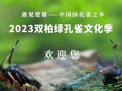 2023绿孔雀文化季，走进“中国绿孔雀家园”开启森态养心之旅