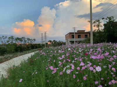 昆明滇池湖畔石城村：格桑花开等你来！