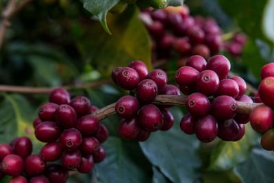 “德”天独厚 大展“宏”图 | 特色兴农、开放兴边、彰文兴旅看德宏