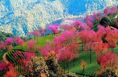 红河县甲寅镇：打造乡村旅游好风景 奏响振兴发展新乐章