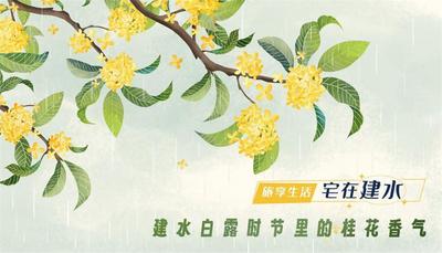 白露时节里桂花香气的建水小巷