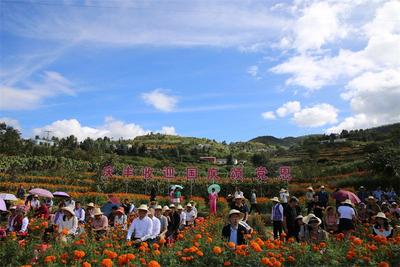 大理弥渡苴力农民丰收节 看金菊缤纷，丰收好景