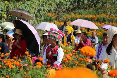大理弥渡苴力农民丰收节 看金菊缤纷，丰收好景