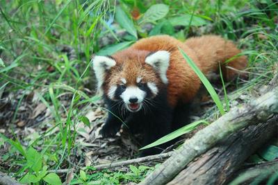 喜迎“双节”，普洱太阳河森林公园2只百天小熊猫宝宝高萌亮相！