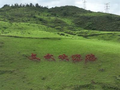 蓝天白云，牛儿成群！深秋来这片大草地吟一首隽秀的诗歌