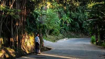 金秋探访景迈山 余晖遍洒古茶林