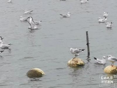 红嘴鸥已抵昆？鸟协专家这样说……