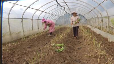 楚雄永仁：芦笋破新土 村民采收忙