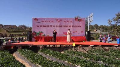 楚雄永仁：草莓红 相约宜就“莓”好时光