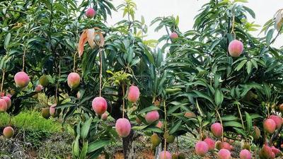 【苴却文苑】《在那芒果飘香的地方》