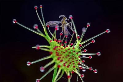 “昆明郊野秘境视觉盛宴——云南生物多样性微距摄影展、云南大学艺术与设计学院景观艺术装置展”即将开展