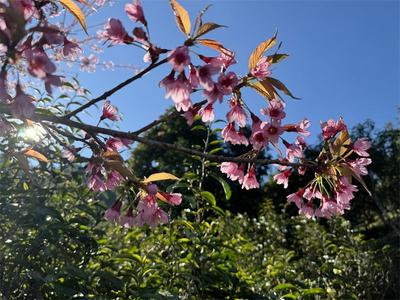 墨江景星：樱花朵朵开，点缀山里红