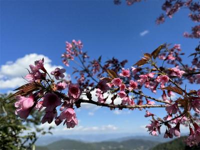 墨江景星：樱花朵朵开，点缀山里红