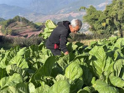 墨江景星有“一怪”：“大头青菜”按颗卖！