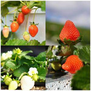 云南永仁：提升草莓产业绿色防控效能 助力“阳光生态花果园”建设