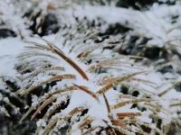 当北回归线飘起雪花