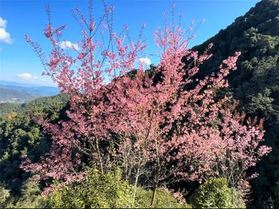 墨江景星：樱花朵朵开，点缀山里红