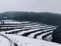 当北回归线飘起雪花