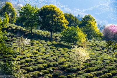 楚雄春色大赏丨双柏万亩茶园带来茶旅融合新体验