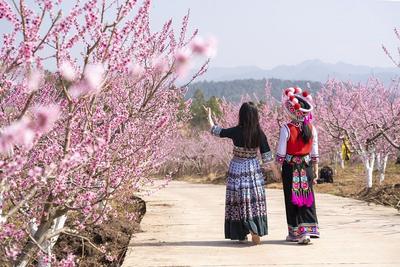 武定县发窝乡：执笔 “桃花” 绘新卷