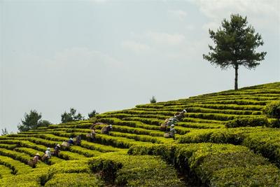 楚雄春色大赏丨双柏万亩茶园带来茶旅融合新体验