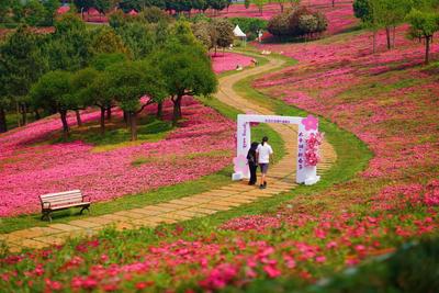 春天在哪里？尽在弥勒太平湖“粉春节”