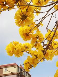 图集丨黄花怒放风铃响 一程浪漫一路歌