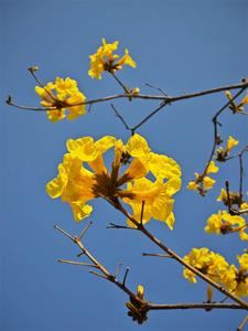 图集丨黄花怒放风铃响 一程浪漫一路歌