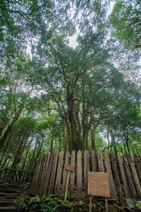 中国茶叶大县推出古茶树认养保护计划
