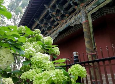 玉溪踏青赏春行丨趁春日，上春山！玉溪登高踏青的好去处