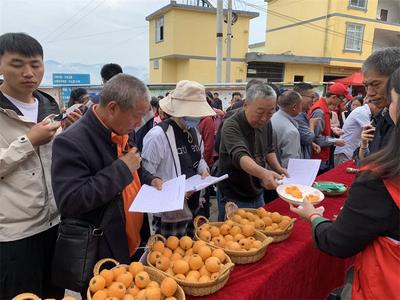 昭通永善举办枇杷文化旅游节系列活动