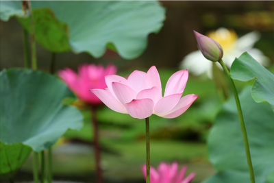 西双版纳的满池浪漫， “荷”你有约！