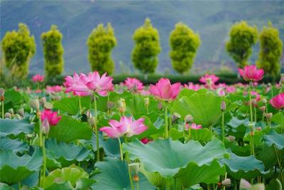 毕业季，一起去吹吹红河盛夏的风
