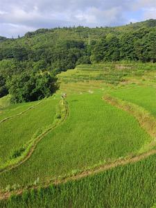 图集丨来看，红河夏日的梯田盛景