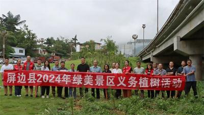 屏边：植树造林添绿，同绘绿美景区！