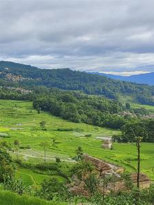 图集丨来看，红河夏日的梯田盛景