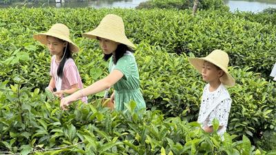 主打多样化 普洱文旅志愿服务探索新模式