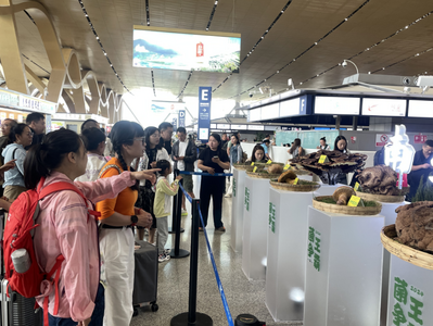 “十大菌王”亮相昆明长水国际机场